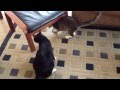 CAT FIGHT WICKED