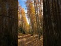 Aspen Trees: have you stopped to listen?? They are magical!