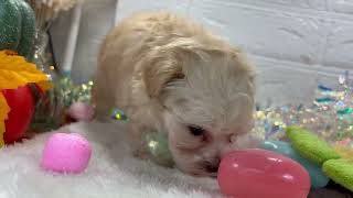 ハーフ犬の動画01