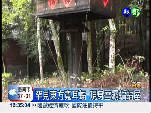 罕見東方寬耳蝠 現身雪霸蝙蝠屋