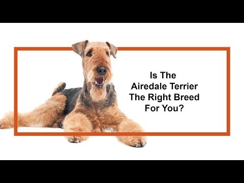Airedale Terrier Breed Video