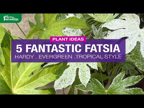 5 FANTATSIC FATSIA - Hardy, Evergreen & Tropical Style
