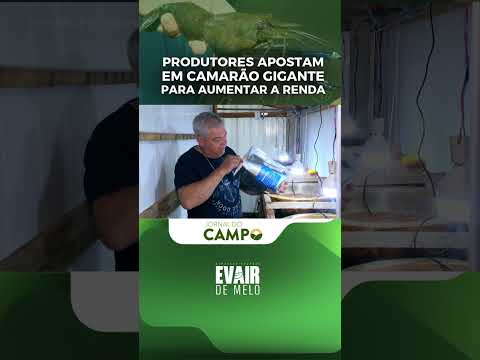 Produtores apostam em camarão gigante