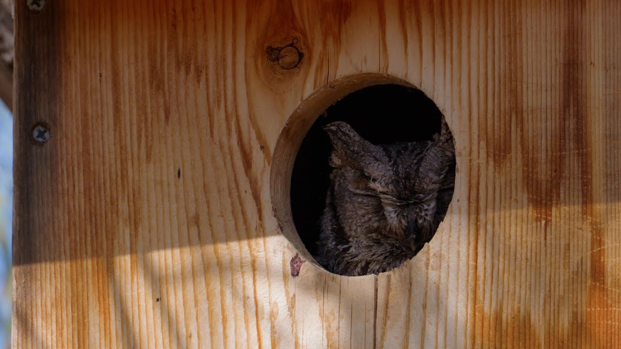 The Benefits of a Nestbox