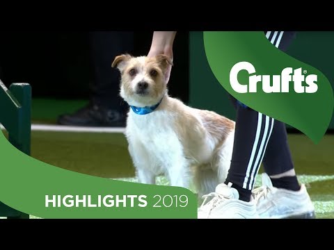 Crowd Favourite Olly The Rescue Dog Returns To The Crufts Stage | Crufts 2019