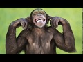 Farm Animal Wild Animal Sounds