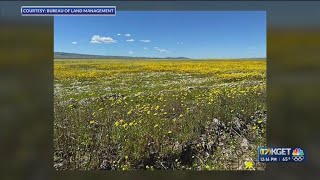 Weather Wednesday: California's Wildflowers Bloom