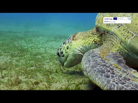 Seagrass Meadows - The Source of Life in the Black Sea