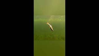 Hard hit, watch to the end #short #new #fishing