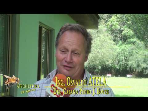 Apicultura en Accion (1 de 3) N° 992