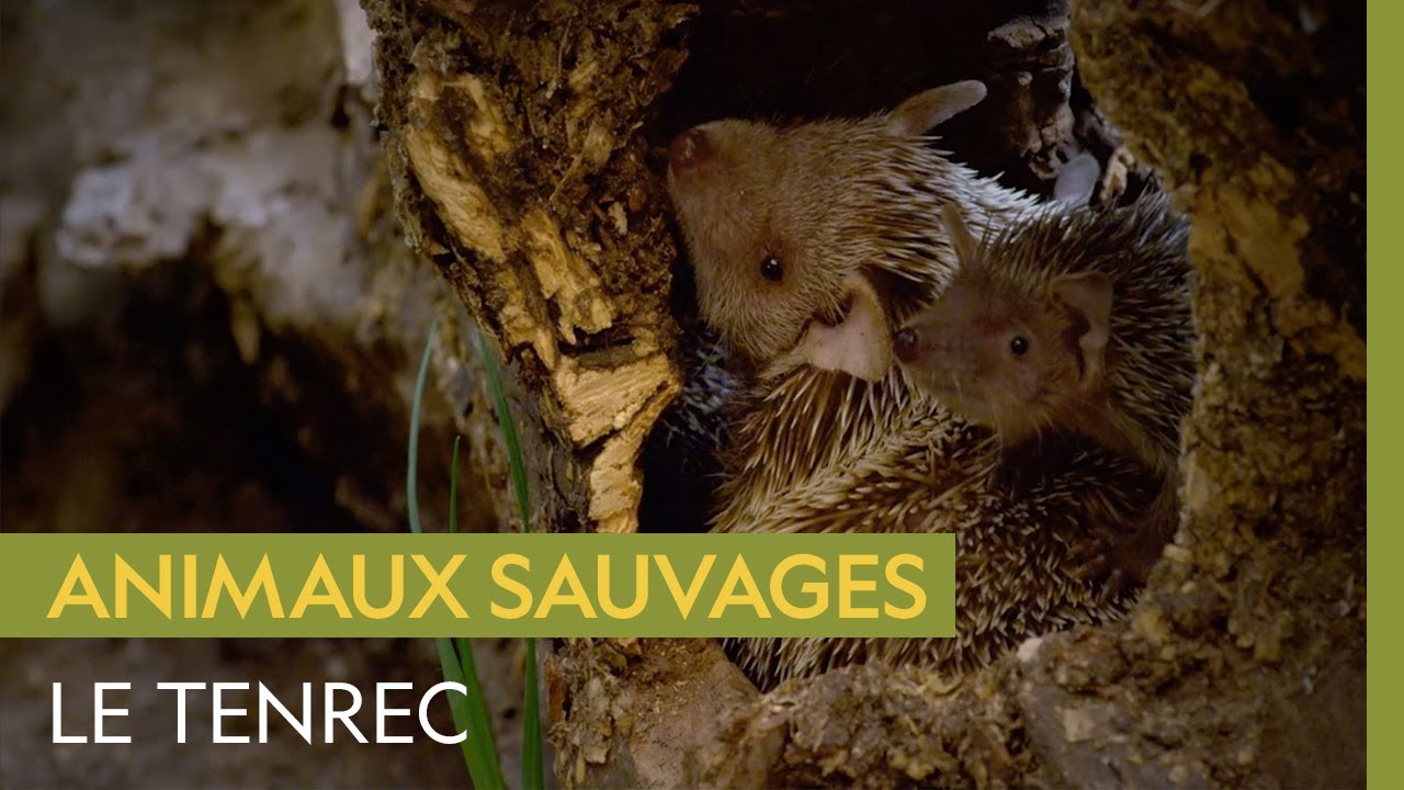 Documentaire Le tenrec, un mammifère qui ressemble à un hérisson mais qui est plus proche de l