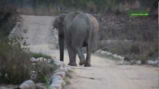 preview picture of video 'Female elephant crossing the road.mov'