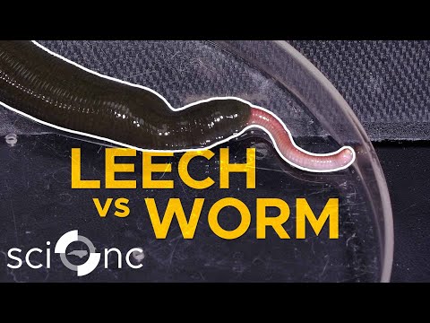 Watch this giant leech eat an earthworm