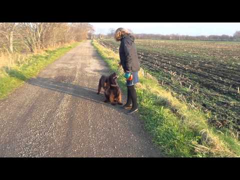 FIELD SPANIEL AT WORK 6