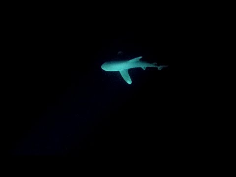 Pelagic Magic Meets Oceanic Whitetip Shark