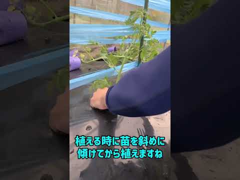 2024年に室内でトマトの苗を植え始めるのはいつですか?  庭園