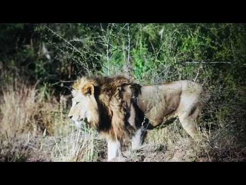Othawa Male Danger Lurks At Londolozie 