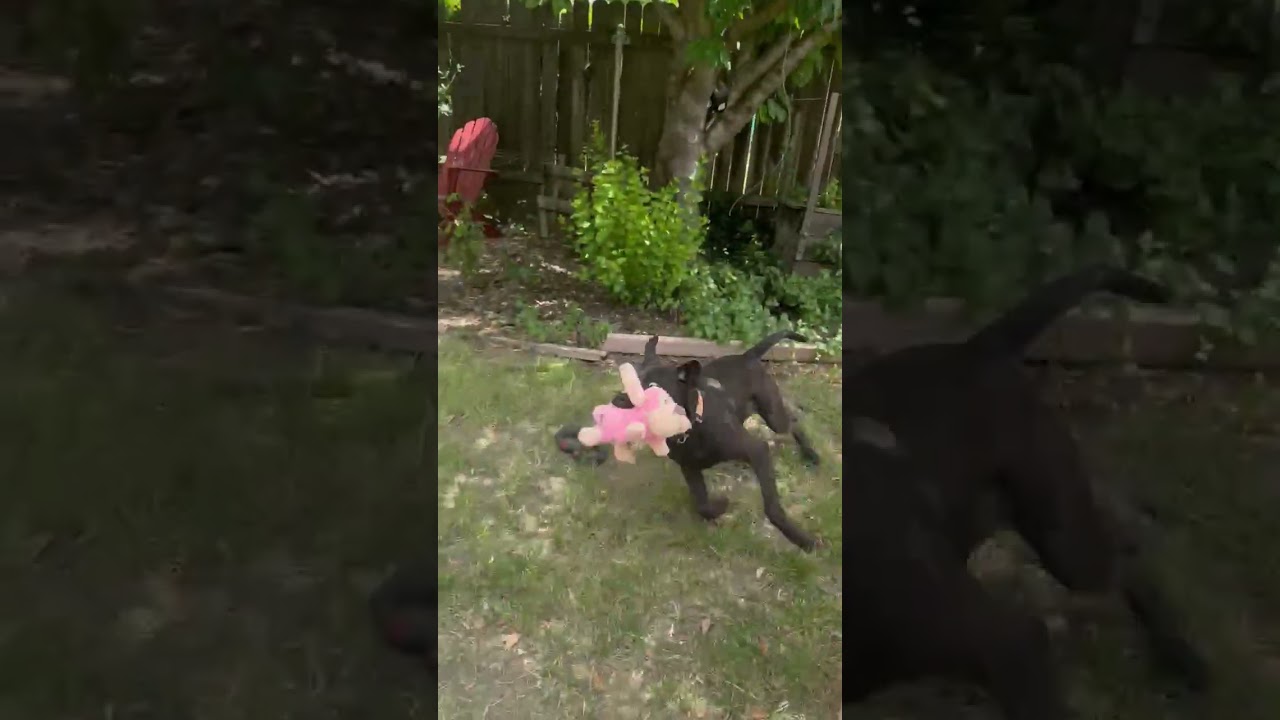 Donnie, a ADOPTABLE mixed breed in Sacramento, CA video 3/6
