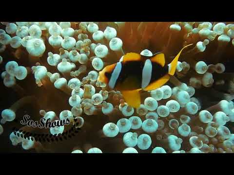 😇 Sea world with beautiful fish / fisch ,bunte fische /Animals Videos fantastic show 😇