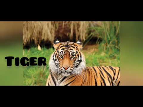 Name of wild animals and their sounds|| class Nursery 🐅🐿🦧