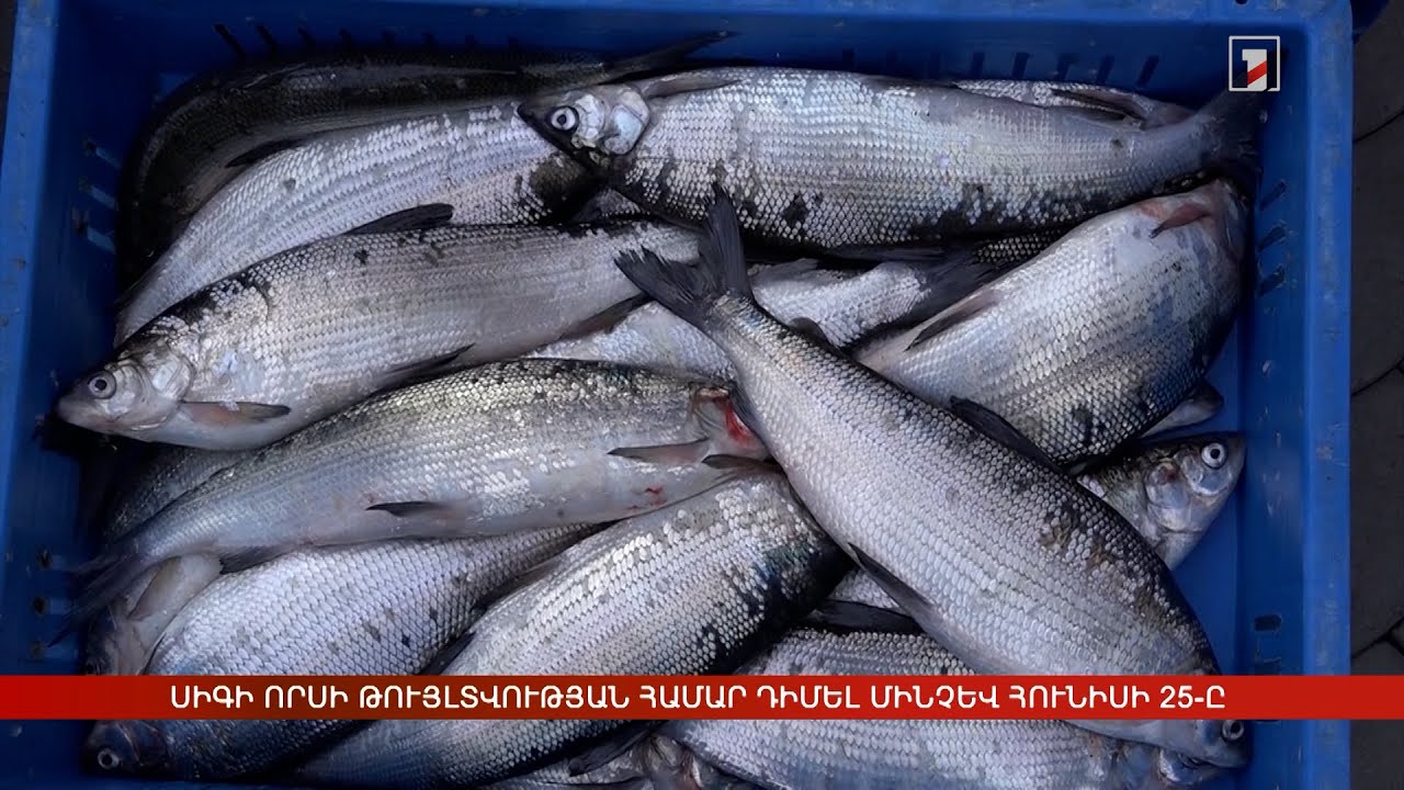 Սևանից սիգի որսի թույլտվության համար դիմել մինչև հունիսի 25-ը