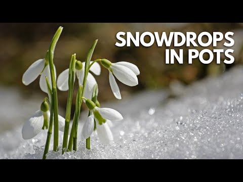 How To Plant Snowdrops In Pots | Complete Planting Guide | Balconia Garden