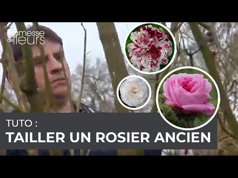 comment soigner mon cyclamen