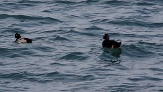 20181227ﾋﾞﾛｰﾄﾞｷﾝｸﾛ(天鵞絨金黒)２