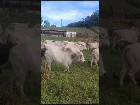 80 Bois Gordos na balança a 17,50 reais em Xexéu/ Pernambuco. Média 20@. whatsapp 84 99810 2784