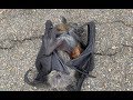 Rescuing An Orphan Flying Fox This Is Sultana