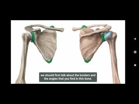 Shoulder anatomy \get familiar with the parts