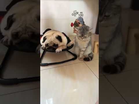 Caídas graciosas animales 😸🐶