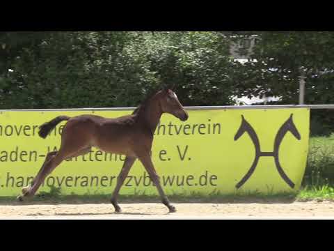 HF v  Bon VIvaldi   Lord Carnaby