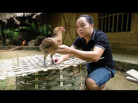 , title : 'I successfully trap the hen, taming wild chickens. Primitive Skills (ep183)'