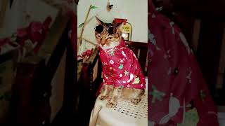 Download lagu Can you Be My Friend? #hangon #shortsfeed #youtubers mp3