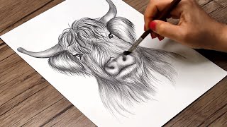 How to Draw a Highland Cow Step by Step | Highland Cow Head Sketch