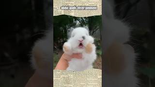 Download lagu original cute rabbit sound #shorts #viral #animals_sound mp3