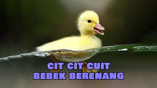 bebek berenang - bebek adus kali - cit cit cuit