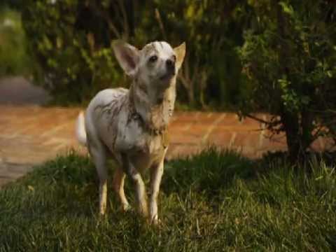 Beverly Hills Chihuahua 2(2011)-The family just got bigger!!!