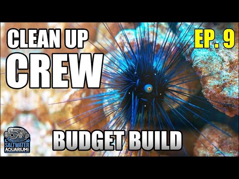 Choosing Your CLEAN-UP CREW - Beginner Saltwater Budget Aquarium