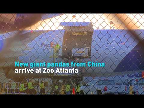 New giant pandas from China arrive at Zoo Atlanta
