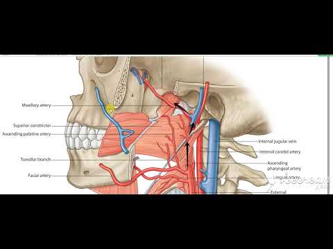 Pharynx arterial supply 2