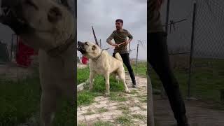 Duniya Ka Sabse Dangerous Dog Breed 🔥 #kangal #dog #dogs