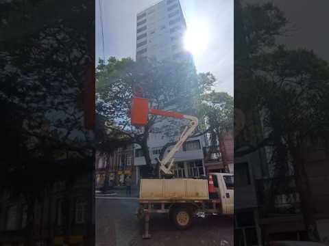 Equipe Arborização Semapa-Bagé: Poda Técnica na Sete de Setembro!