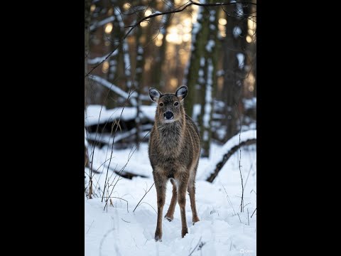 Whitetail Deer First Snowfall 