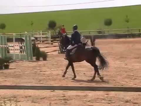Quanina  Quasimodo Z , 8y mare