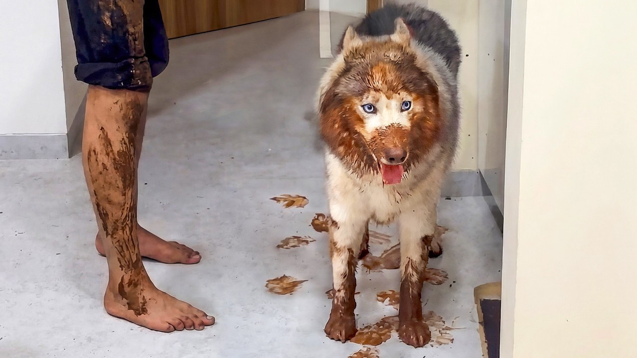 🔴 WATCH LIVE: FUNNIEST PET VIDEOS 24/7 🤣