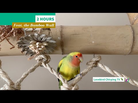 2 HOURS Happy Lovebird Chirping Featuring Bamboo Wall 🦜 | Companion TV for Pet Birds