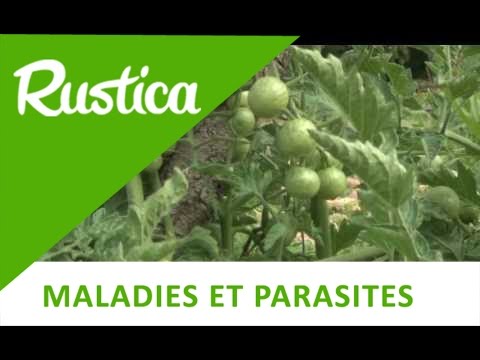 comment traiter l'oidium des tomates