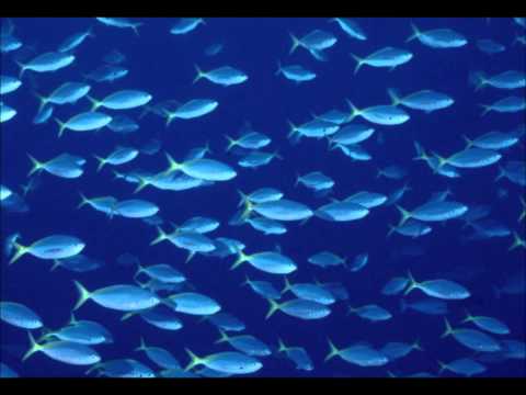 Fishin' Blues - Taj Mahal